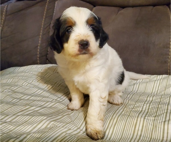 Medium Photo #4 Bernedoodle (Miniature) Puppy For Sale in LEETONIA, OH, USA
