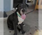 Small #8 Labrador Retriever Mix