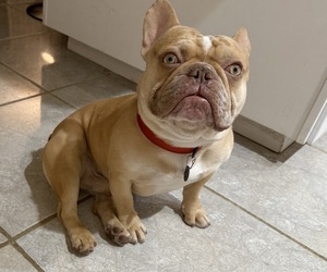 Father of the French Bulldog puppies born on 02/22/2025