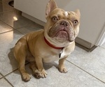 Small Photo #1 French Bulldog Puppy For Sale in EL CAJON, CA, USA
