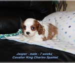 Small Photo #1 Cavalier King Charles Spaniel Puppy For Sale in CLARKRANGE, TN, USA