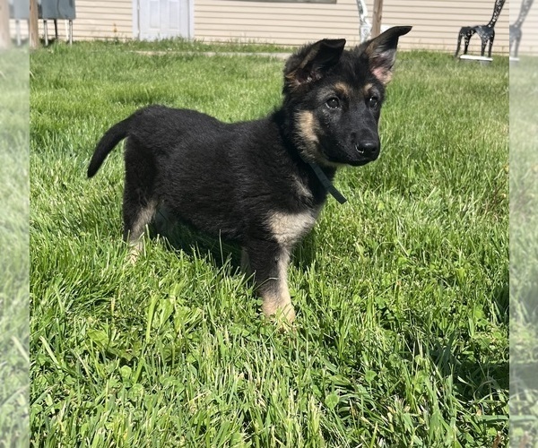 Medium Photo #2 German Shepherd Dog Puppy For Sale in SUMPTER TWP, MI, USA