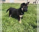 Small #1 German Shepherd Dog