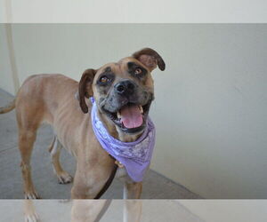 Catahoula Leopard Dog-Unknown Mix Dogs for adoption in McKinney, TX, USA