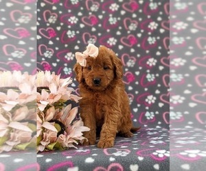 Goldendoodle (Miniature) Puppy for sale in QUARRYVILLE, PA, USA