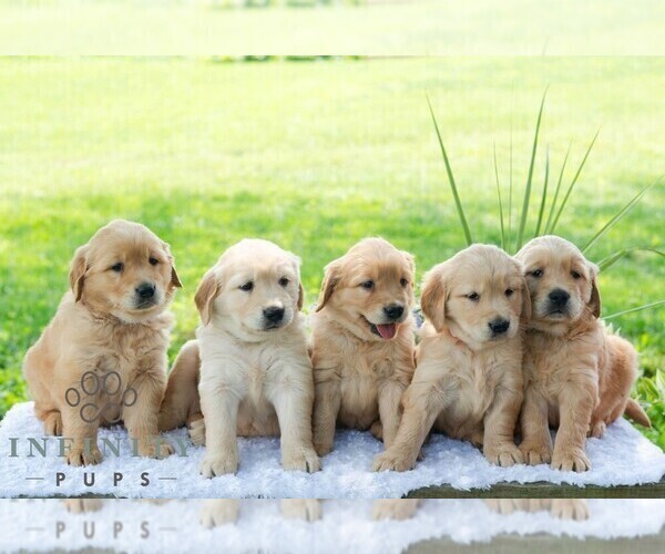 Medium Photo #2 Golden Retriever Puppy For Sale in NEWPORT, PA, USA