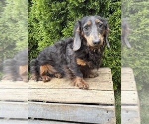 Father of the Dachshund puppies born on 04/27/2026