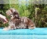 Small #20 ShihPoo