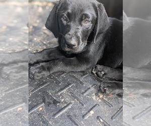 Medium Labrador Retriever