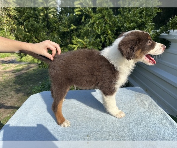 Medium Photo #11 Australian Shepherd Puppy For Sale in HYDEN, KY, USA