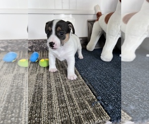 Jack Russell Terrier Puppy for sale in BELLE, MO, USA