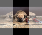 Small #1 Brussels Griffon