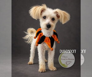 Dubendorf - Male Maltese Dog for Adoption - Photo #2