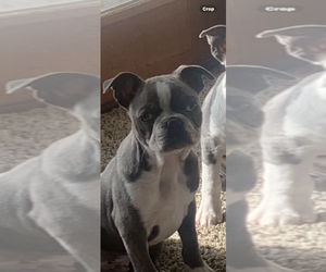 Boston Terrier Puppy for sale in PLEASANTON, CA, USA