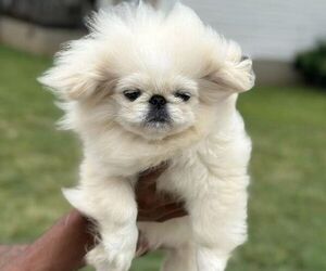 Pekingese Puppy for sale in SNEADS FERRY, NC, USA