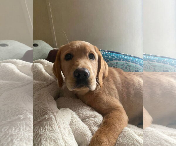 Medium Photo #5 Mutt Puppy For Sale in Lewistown, PA, USA