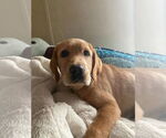 Small #4 Mutt