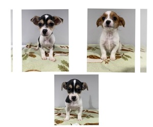 Chihuahua-Jack Chi Mix Puppy for sale in GREENWOOD, DE, USA