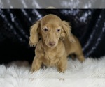 Small #4 Dachshund