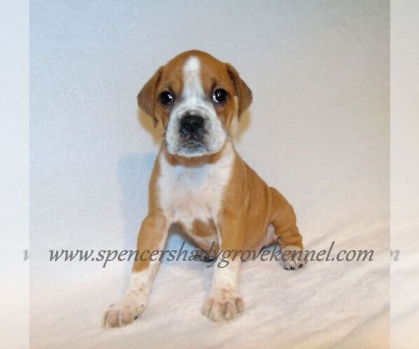 Medium Photo #1 Boxer Puppy For Sale in CABOOL, MO, USA
