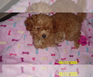Poodle (Toy) Puppy for sale in DULUTH, GA, USA