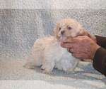 Small #9 ShihPoo