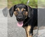 Small Beagle-German Shepherd Dog Mix