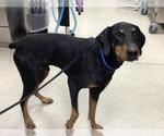 Small Doberman Pinscher