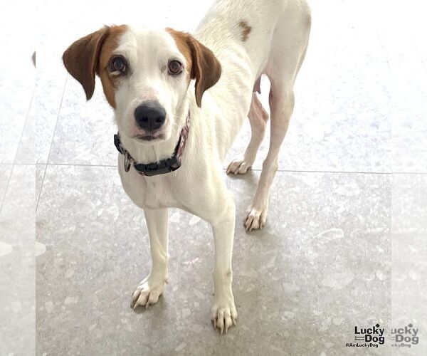 Medium Photo #3 Labrador Retriever-Retriever  Mix Puppy For Sale in Washington, DC, USA