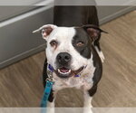 Small #1 Mutt