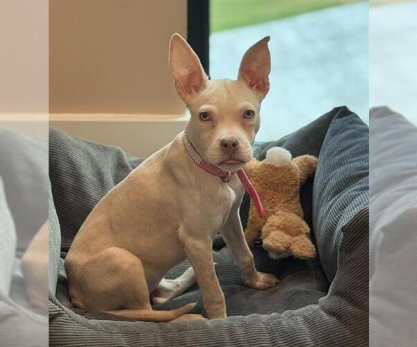 Medium Photo #2 Mutt Puppy For Sale in San Antonio, TX, USA