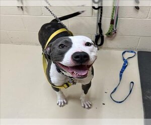 American Pit Bull Terrier Dogs for adoption in Center Township, PA, USA