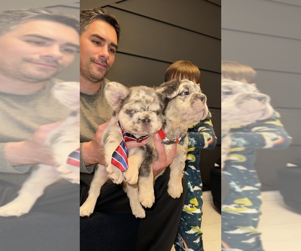 Medium Photo #8 French Bulldog Puppy For Sale in SAN DIEGO, CA, USA