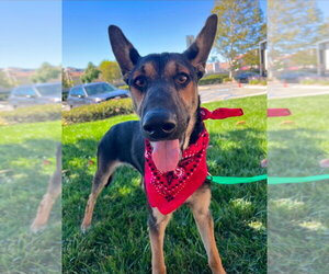 Huxley -  (Courtesy Post) Adopt Me! - Male German Shepherd Dog-Unknown Mix Dog for Adoption - Photo #3