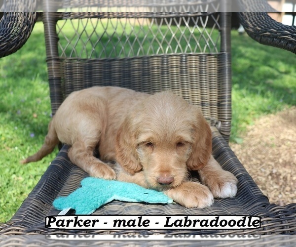 Medium Photo #3 Miniature Labradoodle Puppy For Sale in CLARKRANGE, TN, USA