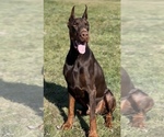 Small Photo #6 Doberman Pinscher Puppy For Sale in BETHANY, CT, USA