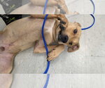 Small #2 Labrador Retriever Mix