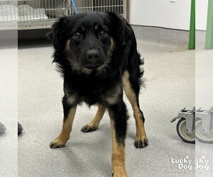 Australian Shepherd-Unknown Mix Dogs for adoption in Washington, DC, USA