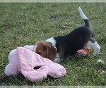 Small Photo #5 Beagle Puppy For Sale in MORRILL, KS, USA
