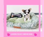 Puppy Puppy 2 Yorkshire Terrier