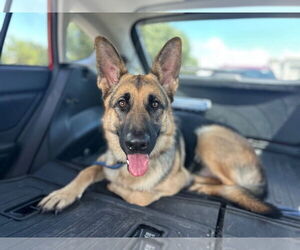 Medium German Shepherd Dog
