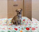 Small #1 Chihuahua Mix