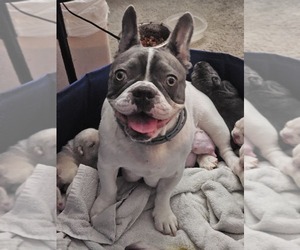 Mother of the French Bulldog puppies born on 05/29/2025