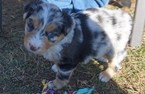 Small Photo #1 Australian Shepherd Puppy For Sale in KEOKUK, IA, USA