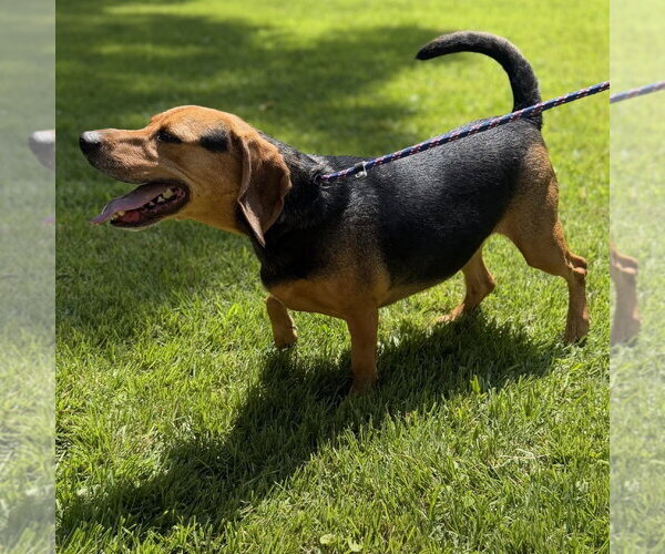Medium Photo #3 Beagle Puppy For Sale in Yardley, PA, USA