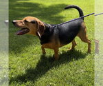 Small #2 Beagle