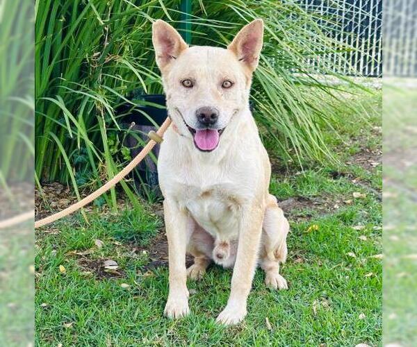 Medium Photo #2 German Shepherd Dog-Unknown Mix Puppy For Sale in Camarillo, CA, USA