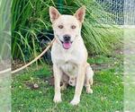 Small #1 German Shepherd Dog Mix