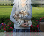 Small Photo #11 Poodle (Standard) Puppy For Sale in COLUMBUS, NE, USA