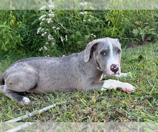 Medium Photo #2 Bulldog-Unknown Mix Puppy For Sale in Tarrytown, GA, USA